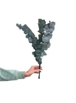 Angebote ❤️ Dekoration Butlers 2x Trockenblumen Eukalyptus Länge 60cm FLOWER MARKET In Grün Günstig Kaufen ⭐