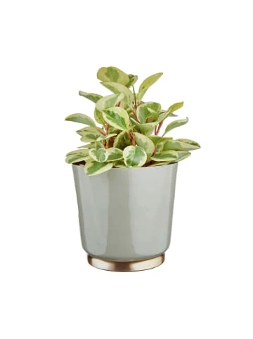 Aktion 🔔 Dekoration Butlers Pflanztopf Ø17cm EMILIE In Hellgrau-Gold Günstig Kaufen 😍 – Bild 2