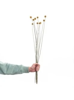 Schlussverkauf ❤️ Dekoration Butlers Trockenblumen Craspedia Länge 70cm FLOWER MARKET In Gelb Günstig Kaufen 🛒