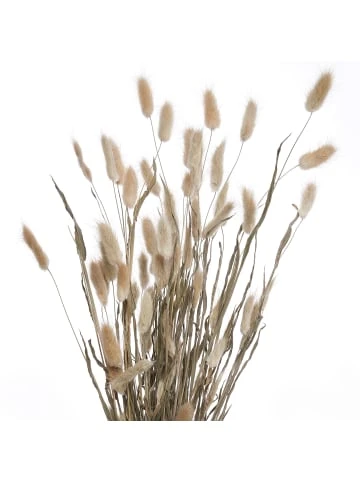 Blitzangebot 🎉 Dekoration Butlers Trockenblumen Lagurusgras Länge 70cm FLOWER MARKET In Natur Günstig Kaufen ✨ – Bild 2