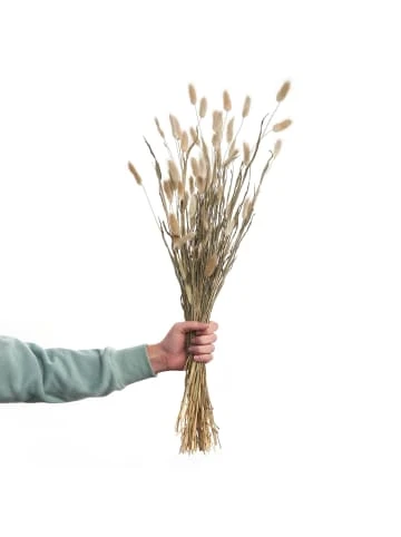 Blitzangebot 🎉 Dekoration Butlers Trockenblumen Lagurusgras Länge 70cm FLOWER MARKET In Natur Günstig Kaufen ✨