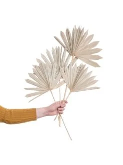 Schlussverkauf 🌟 Dekoration Butlers Trockenblumen Palmblatt 4 Stück FLOWER MARKET In Natur Günstig Kaufen ✨